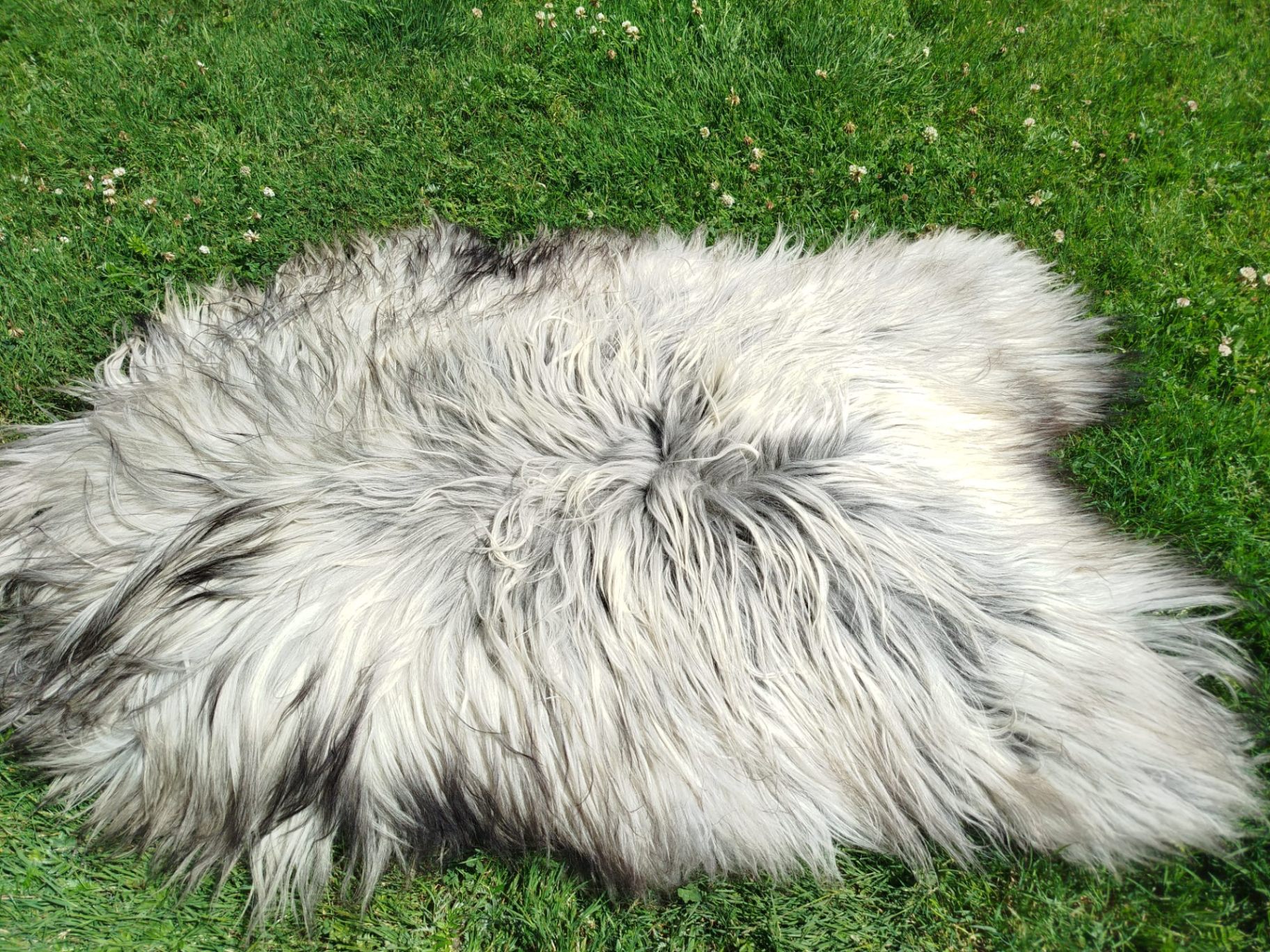 Heidschnucke Sheepskins, Premium Quality