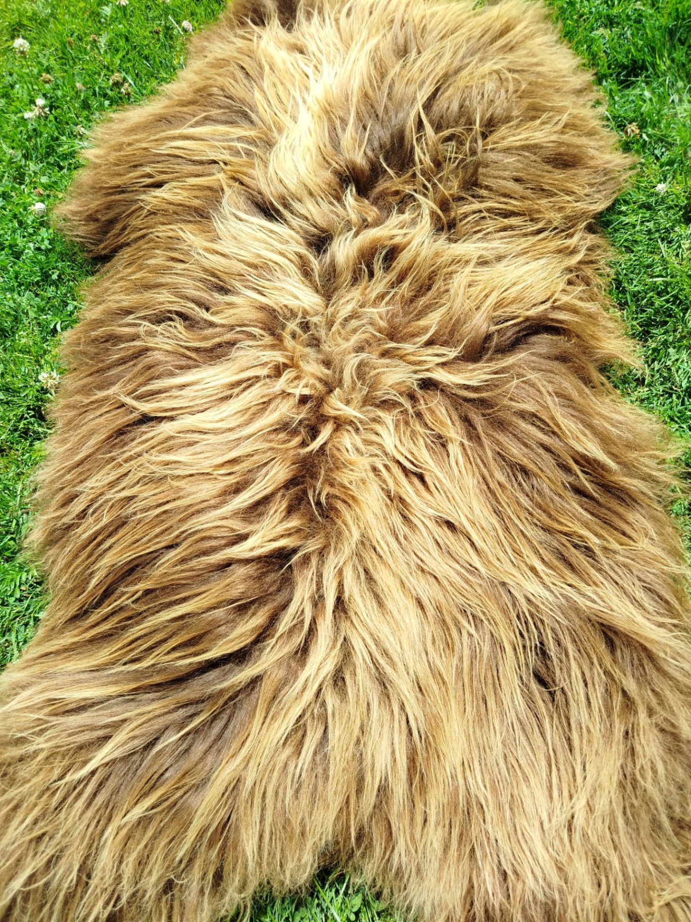 Heidschnucke Sheepskins, Premium Quality 4