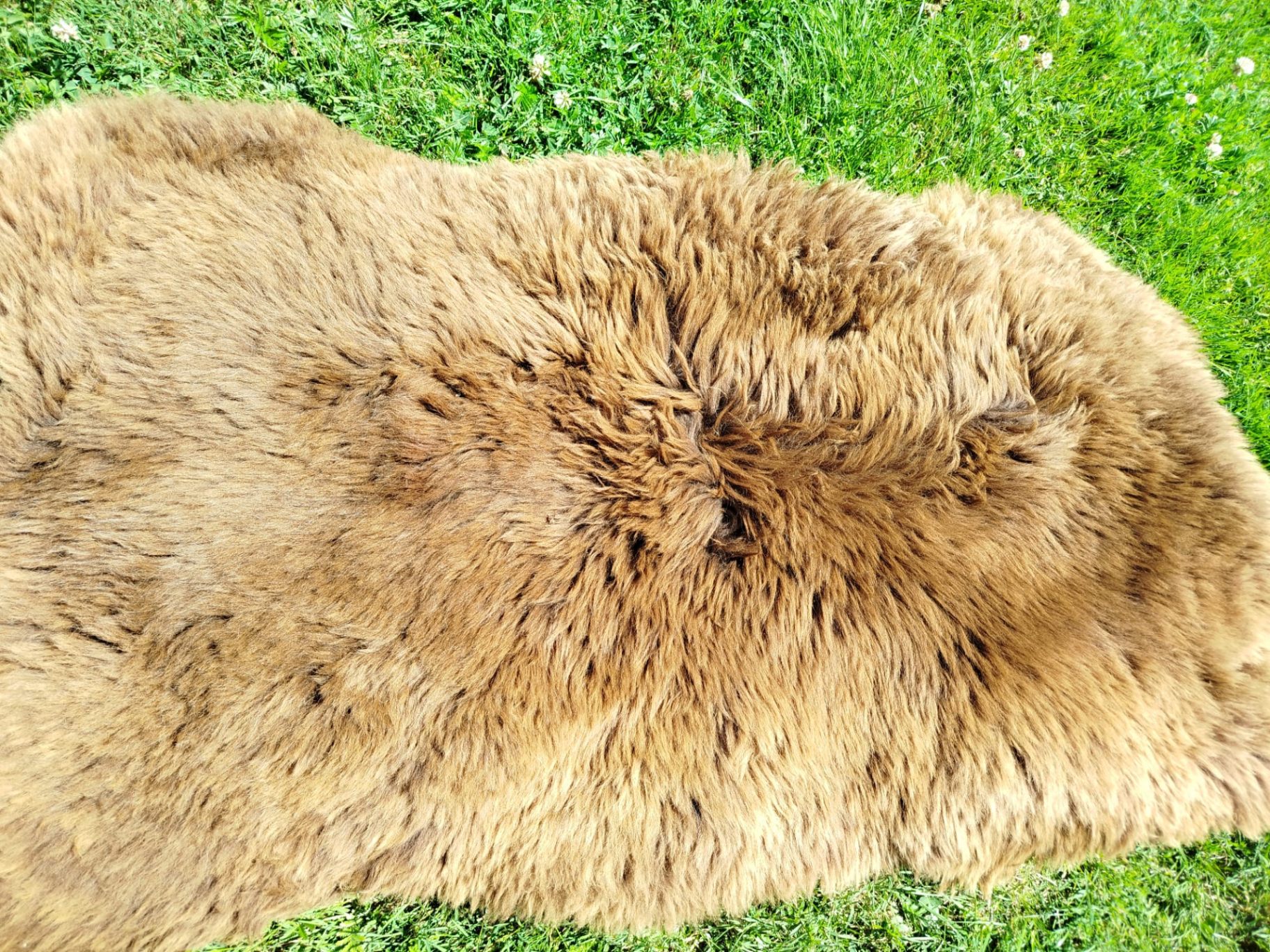 Premium Dutch Sheepskins
